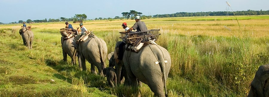 Elephants Home Trekking Myanmar 2